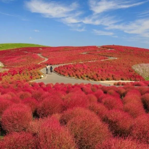 diem-den-o-viet-nam-vao-top-ngam-la-mua-thu-dep-nhat-chau-a